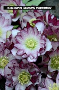 Helleborus 'Blushing Bridesmaid'