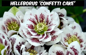 Helleborus 'Confetti Cake'