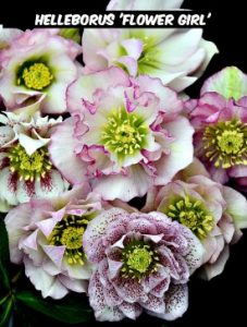 Helleborus 'Flower Girl'