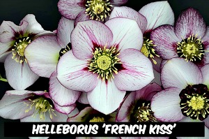 Helleborus 'French Kiss'