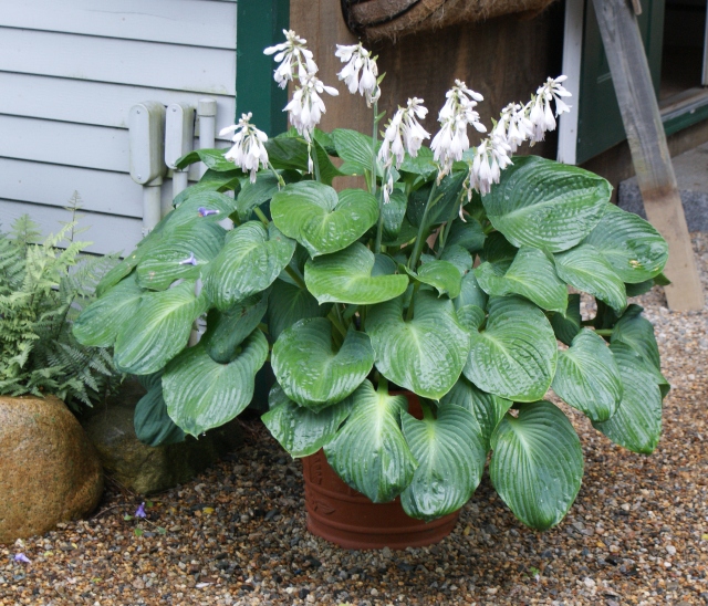 Hosta In Container | vlr.eng.br